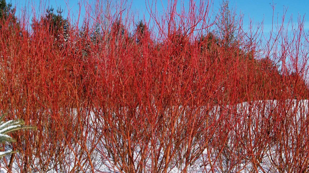 11 Shrubs Easily Rooted from Hardwood Cuttings
