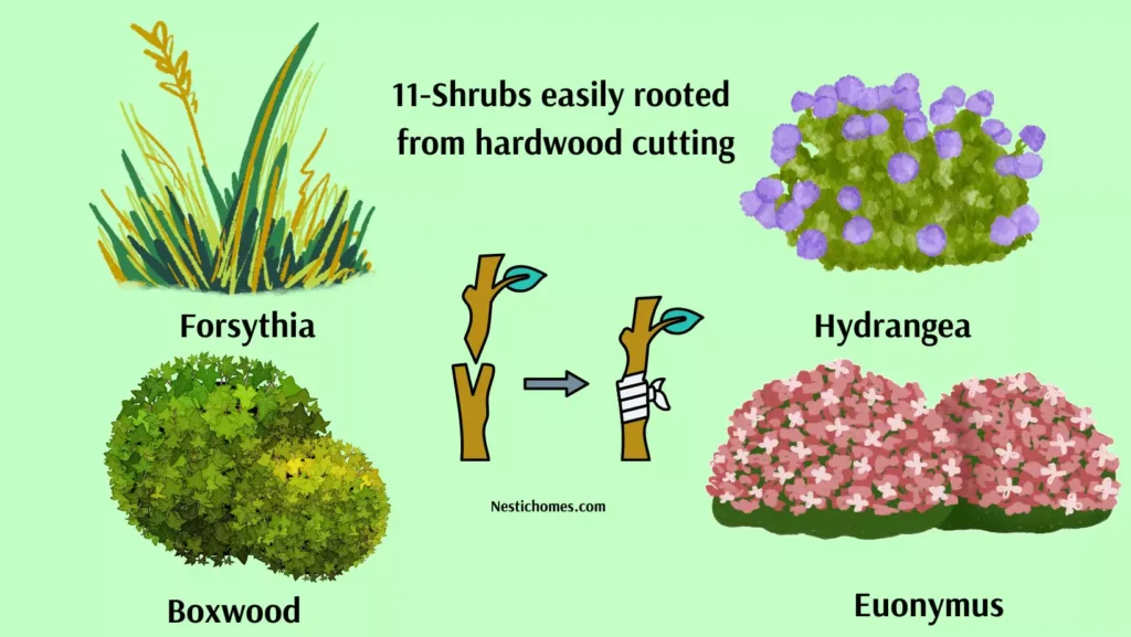 11 Shrubs Easily Rooted from Hardwood Cuttings