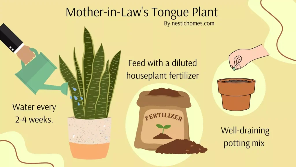 How to Care for a Mother-in-Law’s Tongue Plant (Sansevieria trifasciata)

