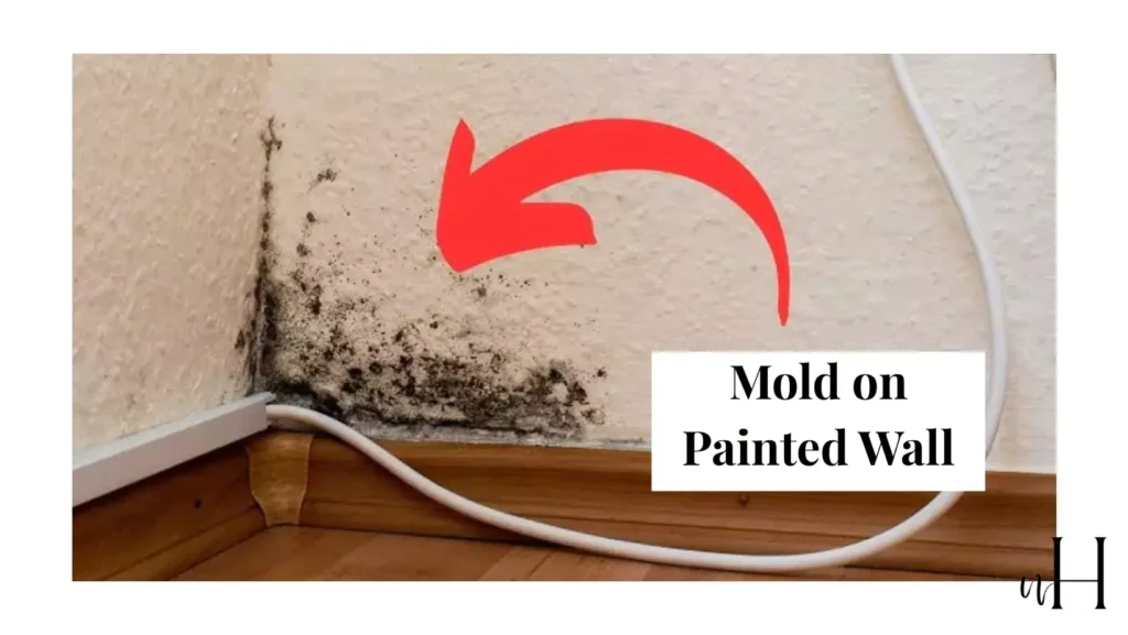 remove-mold-from-walls-painted.webp